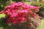 arbuste rose Rennes mars (1) (Medium).JPG