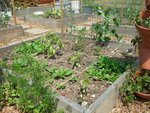Coriandre, piments ,poivrons, tomates et derrière les pois