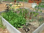 Piments, roquette, oignons, betteraves, aubergines, haricots à rames, concombres, devant mâche pour les graines et derrière les pois