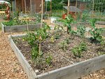 Piments, poivrons, tomates, soucis, œillets, et derrière des fèves