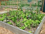 Piments, poivrons, laitues, batavia et pois
