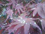 DSC00617.JPG