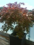 DSC00620.JPG