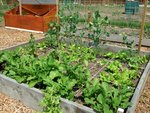 Pommes de terres, livèche, poivrons, salades et pois