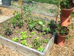Piments, poivrons, tomates, batavias et derrière les fèves