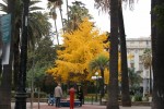 Nice novembre (Medium).JPG