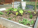 carottes, radis, aubergines, blette, concombres et haricots à rames
