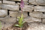 Montfuron mai 2008 (Medium).JPG