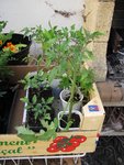 tomates