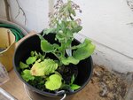 courgettes