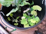 courgettes