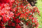arbuste rose Rennes mars (Medium).JPG