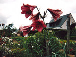 Scan photo237a.jpg