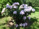 rhodo.JPG