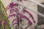 Plante grimpante (Medium).JPG