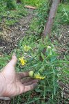 Je suis content pour les tomates, j'ai eu des craintes avec le coup de froid qu'elles ont subis début mai.