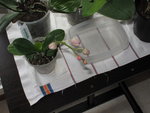 Doritaenopsis Miva Aurore Leroy