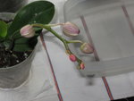 Doritaenopsis Miva Aurore Leroy