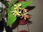Dendrobium Miva Abracadabra