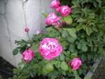 DSCN0968.JPG