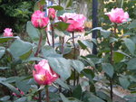 DSCN0969.JPG