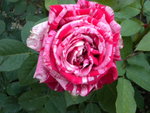 DSCN0970.JPG