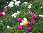 DSCN0972.JPG