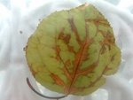 feuille endroit