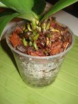 DSC02181.JPG