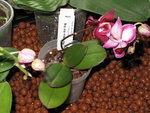 Phalaenopsis Miva Mini King