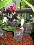 Phalaenopsis Miva Mini King