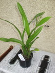 Miltassia Shelob 'Tolkien'