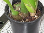Miltassia Shelob 'Tolkien'