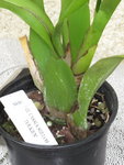 Miltassia Shelob 'Tolkien'