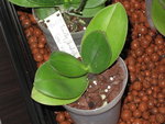 Doritaenopsis Timothy Christopher x Sogo Vivien