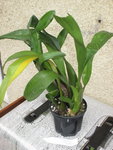 Beallara Marfitch 'Howard's Dream'