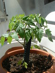 plantes 001.jpg