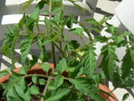 plantes 003.jpg