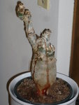Jatropha_1.JPG