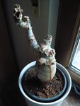 Jatropha_2.JPG