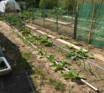 Bettes, radis, oignons, et au fond ce qui devrait être les haricots nains