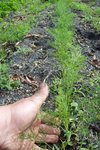 Les pieds de fenouil grossissent vite maintenant