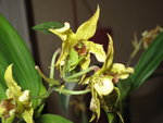 Dendrobium Miva Abracadabra