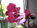 Phalaenopsis Miva Mini King