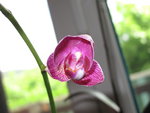 Doritaenopsis Miva Aurore Leroy