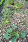 Plantés en même temps, ou est la seconde?
