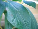 Insectes volants