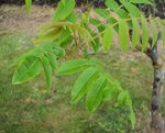branche.JPG