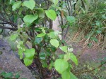 Copia de quel arbre2.JPG