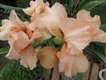 Iris.JPG